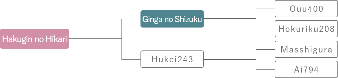 白銀のひかり 系譜図