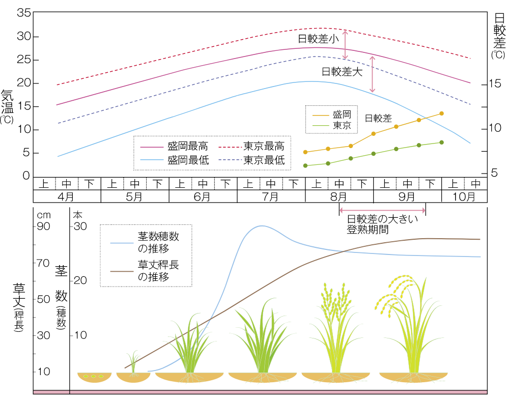 稲作期間の気温の推移（盛岡・東京の平均値）